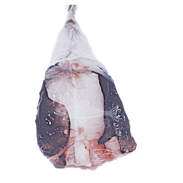 blanco-cola-rape1.png Cola de rape - Imagen 1