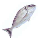 Dorada ECO del mediterráneo