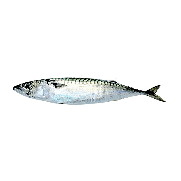 caballa1.png Caballa - Imagen 1