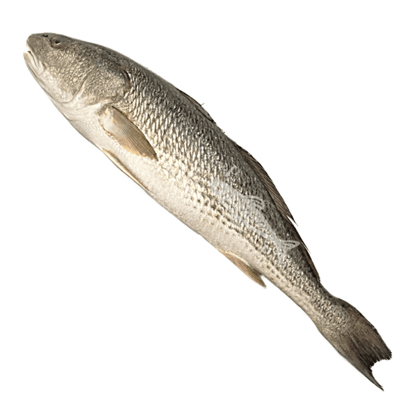 corvina1.png Corvina - Imagen 1
