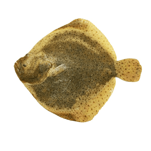 rodaballo1.png Rodaballo - Imagen 1